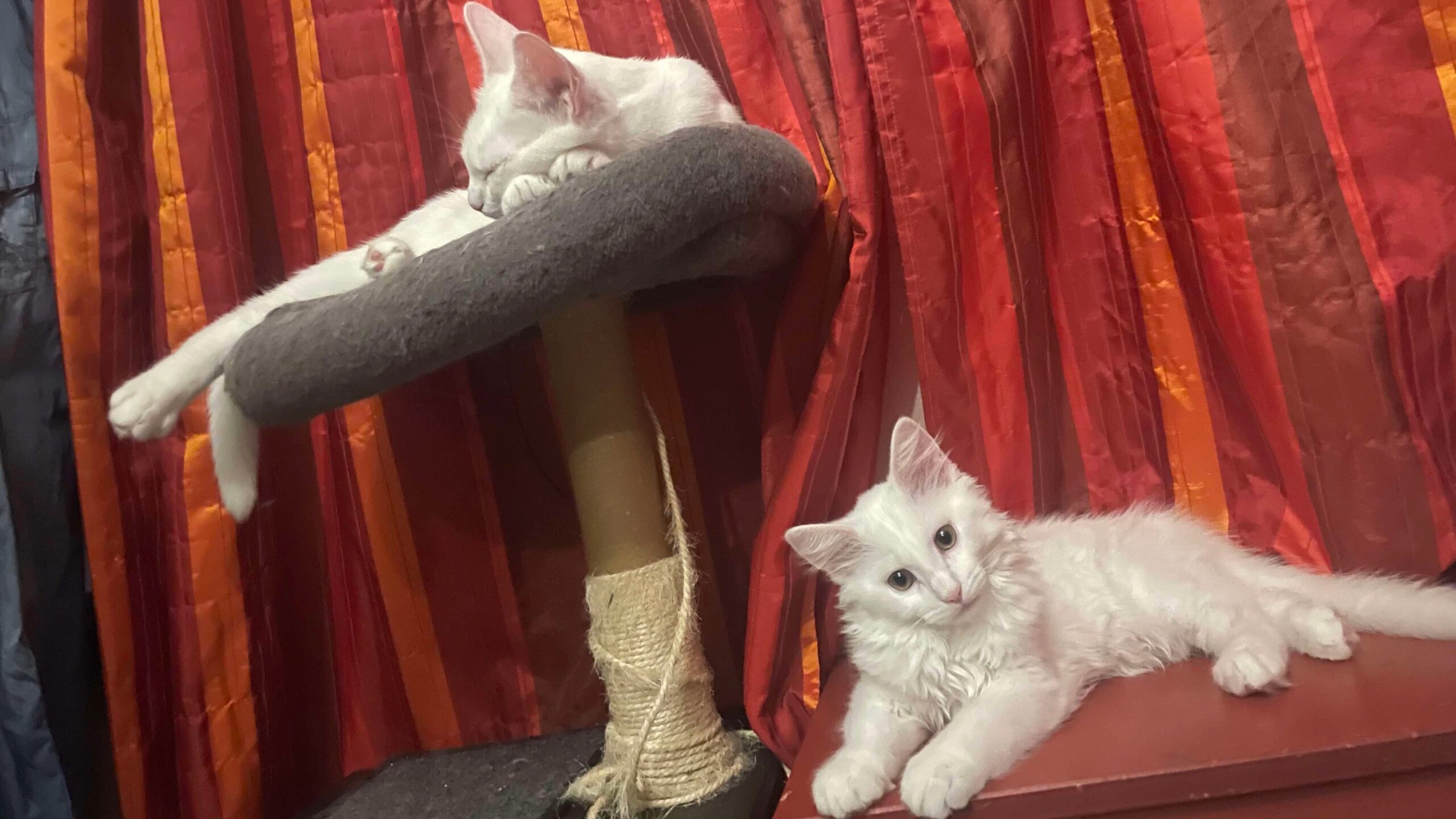 ATHENA et RAGNAR
