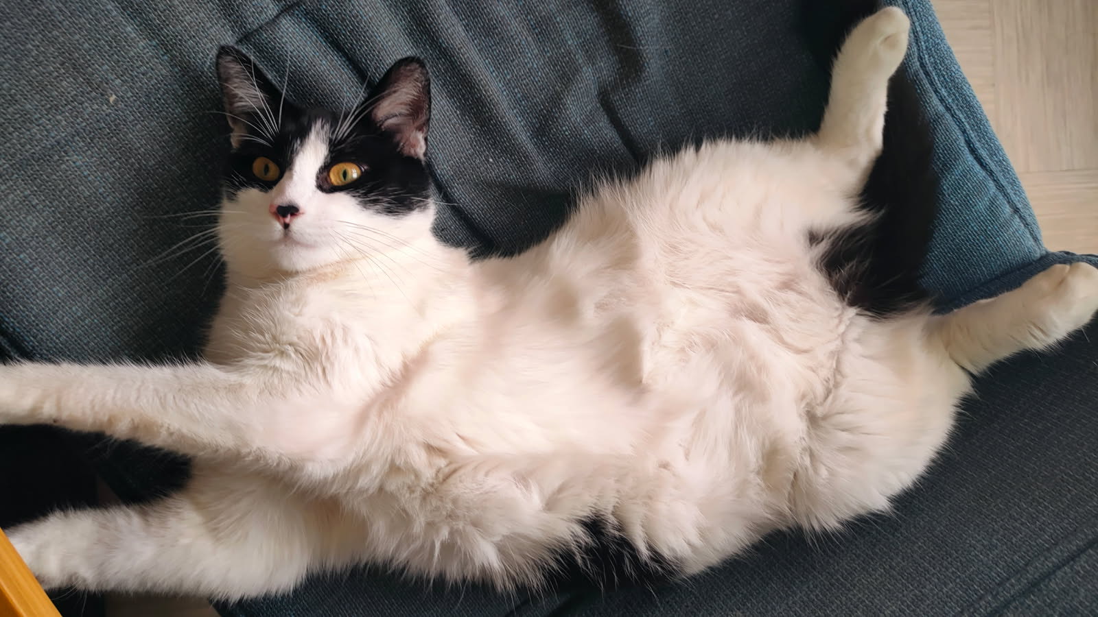 VENUS